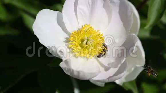 白牡丹花上的蜜蜂视频的预览图