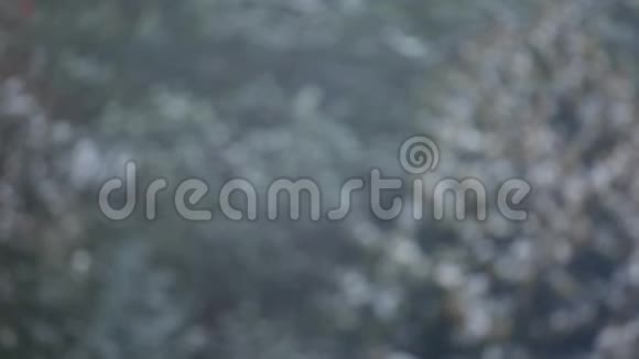 秋雪杉树背景高清镜头视频的预览图