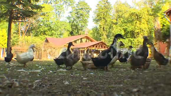 家禽养殖场的鸭子故事视频的预览图