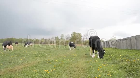 农场奶牛牧场新鲜青草视频的预览图