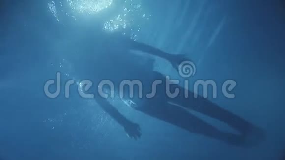 一个留着胡子的人在水里游来游去直勾勾地望着小矮人视频的预览图