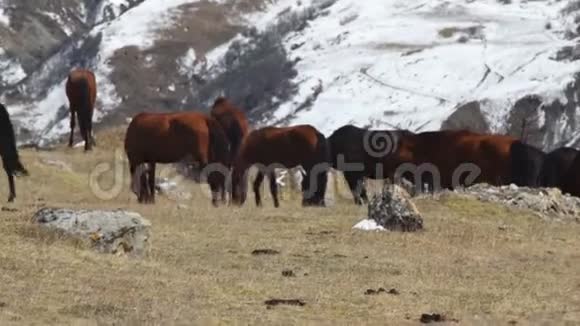 一群野马在山上觅食和落叶视频的预览图