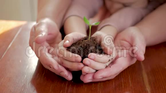 老年妇女和婴儿的手拿着一棵年轻的绿色植物在木桌上生态概念视频的预览图