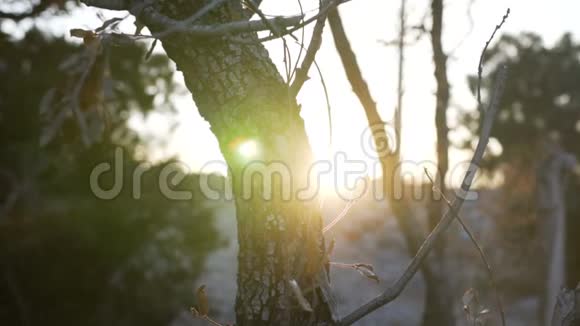 太阳的光芒穿过树木的叶子视频的预览图