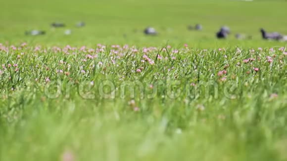 一群野鸽子在温暖的阳光下沐浴在绿草中视频的预览图