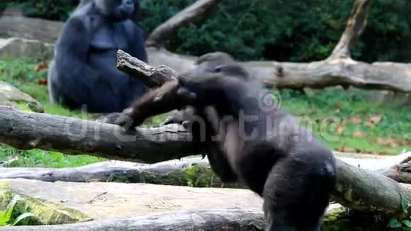 咬大猩猩视频的预览图