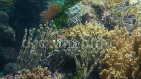 珊瑚礁4k背景近热带鱼景视频的预览图