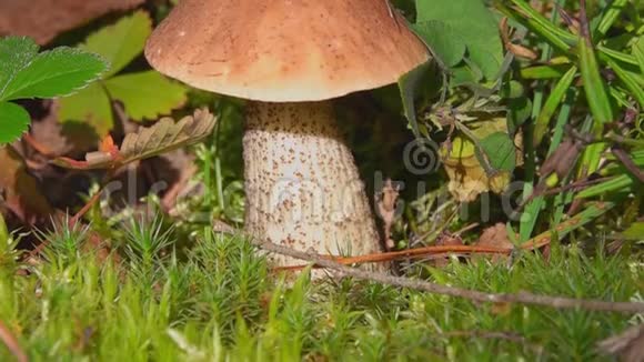 白桦蘑菇生长在森林中视频的预览图