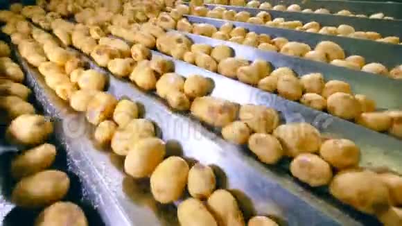 金属输送机正在重新定位清洗过的土豆视频的预览图