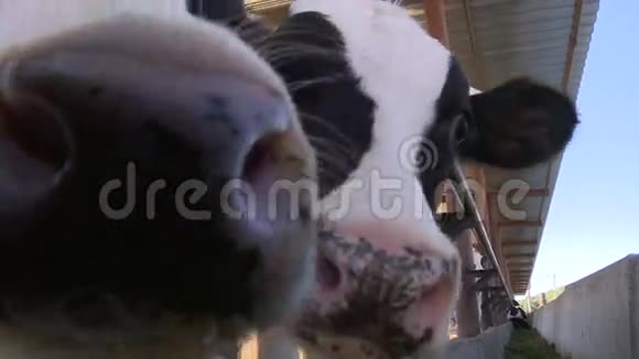 奶牛在农场视频的预览图