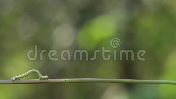 绿茎上的毛毛虫视频的预览图