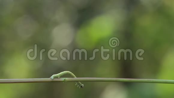 绿茎上的毛毛虫视频的预览图