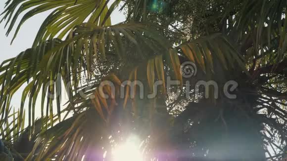 绿色的棕榈树在阳光下暖夏的热带景观视频的预览图