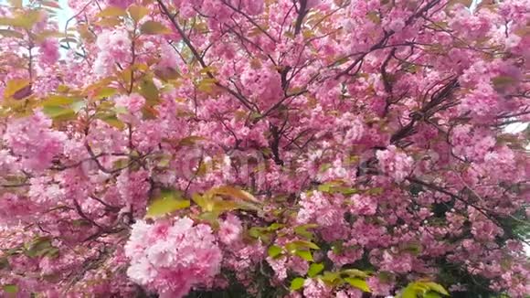 美丽的春天樱花伦敦英国视频的预览图