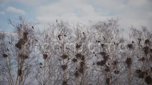 乌鸦在树上筑巢钩针与乌鸦飞翔乌鸦坐在靠近巢穴的树上乌鸦飞过的剪影视频的预览图