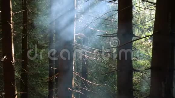 从营火中冒出的烟雾从森林松树中升起视频的预览图