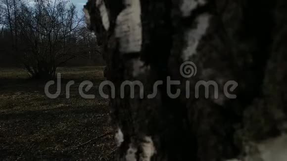 早春的白俄罗斯森林里从一棵树后面过渡的视频没有叶子的树视频的预览图