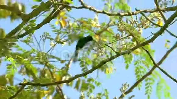 翡翠蜂鸟在树上飞来飞去在花的附近视频的预览图
