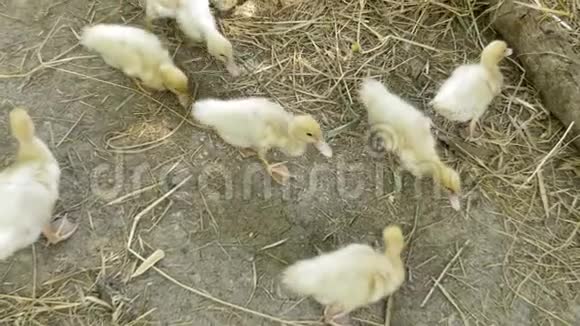 在农场和妈妈一起养小鸭子家养小鸭子和妈妈一起休息的马索维小鸭子的数量视频的预览图