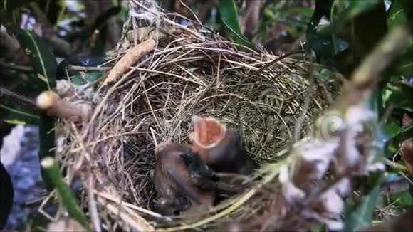 在泰国的一个花园里一只刚出生的麻雀小鸟张开嘴巴等待在它的巢中觅食视频的预览图