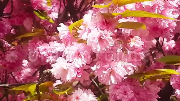 美丽的春天樱花伦敦英国视频的预览图