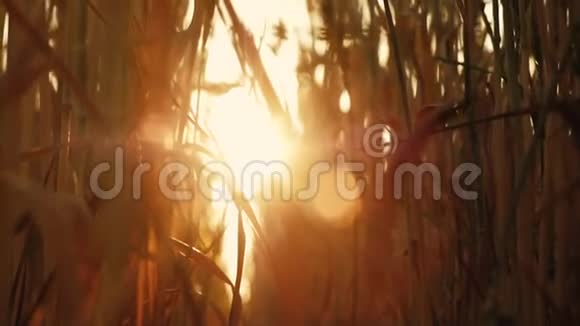 美丽的自然阳光下的茎黑麦阳光下的耀斑视频的预览图