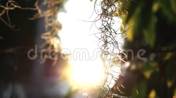 傍晚的阳光和摇曳的树木视频的预览图