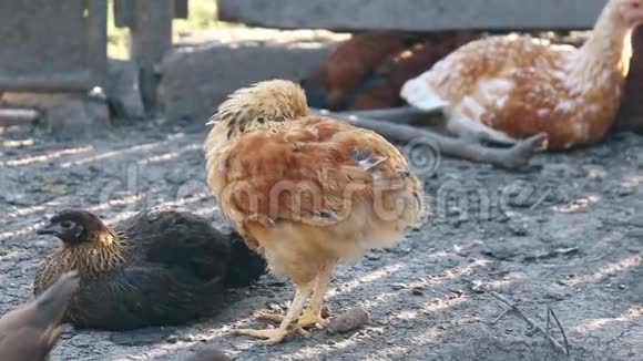 鸡在鸟场上清理羽毛照顾好自己视频的预览图