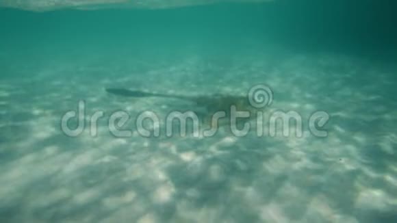 海中央的一个黄貂鱼视频的预览图
