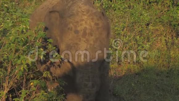 夏天小象在草地上的车影里散步视频的预览图