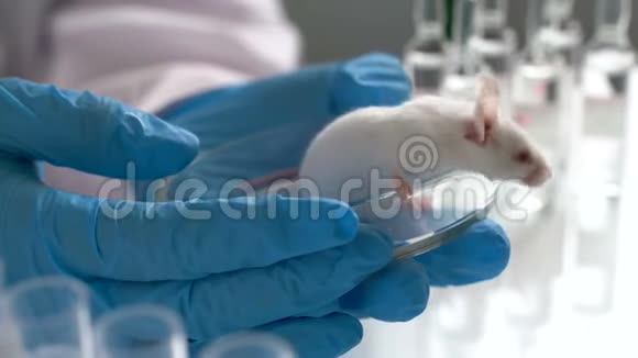小实验老鼠在实验室研究员手上视频的预览图