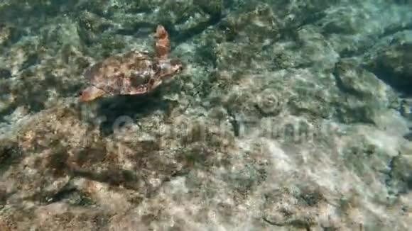 爱琴海中的海龟视频的预览图