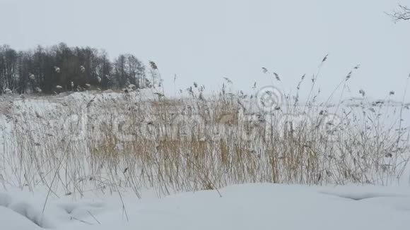 湖滨冬季景观全景视频的预览图