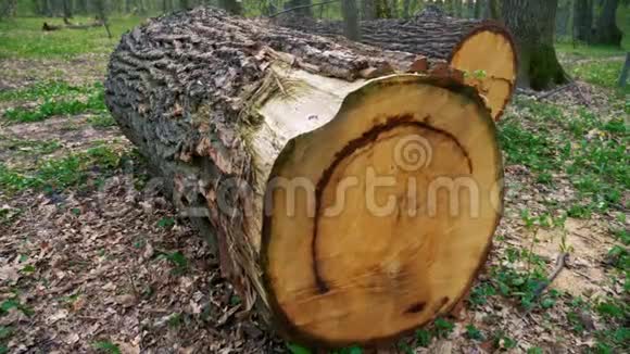 砍伐森林和砍伐森林中的树木和原木视频的预览图