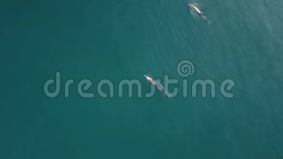 空中跟踪海豚与婴儿游泳和跳跃海豚的俯视图视频的预览图