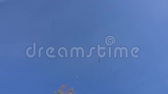 一群鸟在高空盘旋视频的预览图