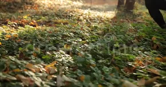 秋天公园里的女跑步者穿着慢跑服女人腿的特写镜头穿着落叶的短裤视频的预览图