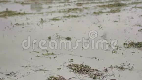现代农民利用犁耕土壤在雨季种植水稻视频的预览图