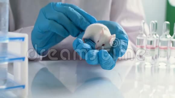 小实验老鼠在实验室研究员手上视频的预览图