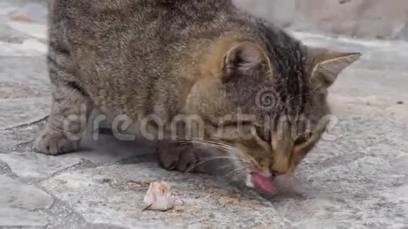 猫吃鱼慢动作视频的预览图