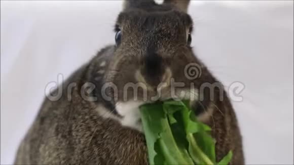 小灰兔吃蒲公英树叶特写素色背景视频的预览图