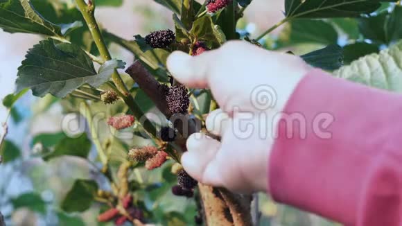 农夫从树上摘桑树果实视频的预览图