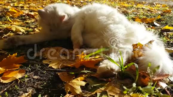猫秋叶太阳风公园街道无家可归动物视频的预览图