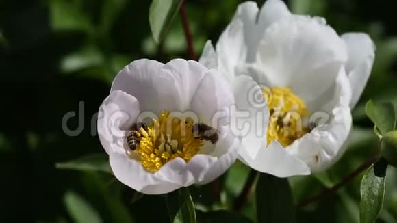 白牡丹花上的蜜蜂视频的预览图