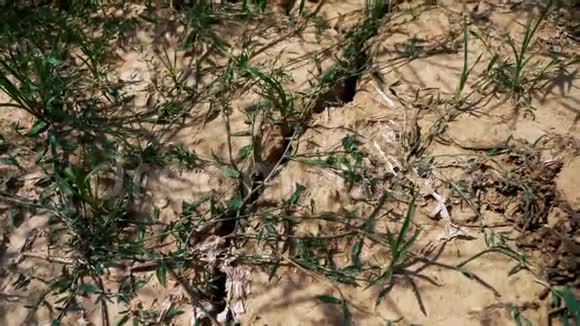 干旱导致的土壤和植物干燥视频的预览图