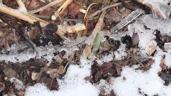 郁金香在春天被雪覆盖视频的预览图