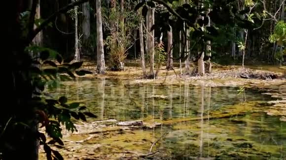 热带森林景观湖泊树木树叶视频的预览图