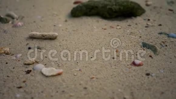 热带海滩上的死珊瑚和贝壳视频的预览图