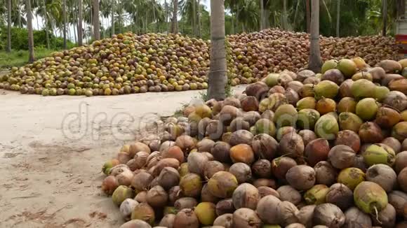椰子农场坚果准备油和纸浆生产一大堆成熟的分类椰子萨梅岛热带乐园视频的预览图