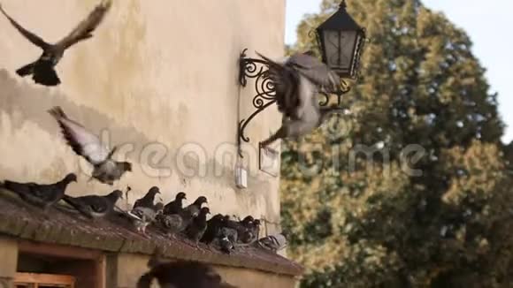 城里广场上飞来飞去的一群鸽子视频的预览图